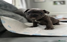 French Bulldog dogs for sale: French bulldog pups - Image 3