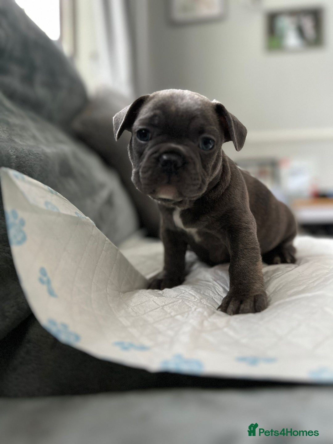 French Bulldog dogs for sale: French bulldog pups - Image 3
