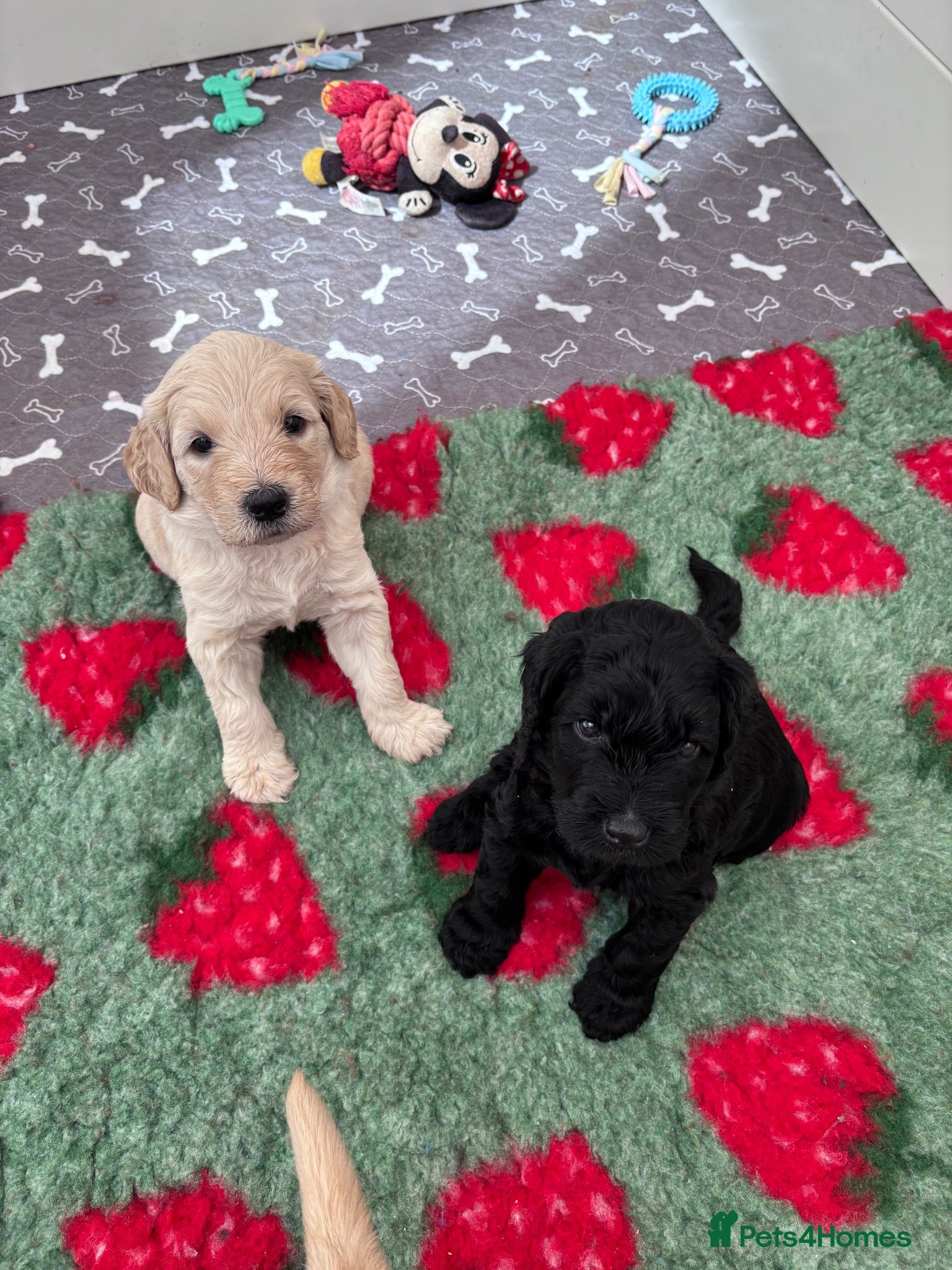 Mixed Breed dogs Gorgeous Ultimate Doodles - Advert 1