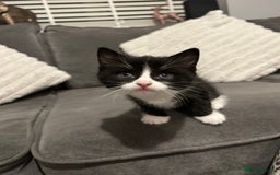 Mixed Breed cats for sale: 4 gorgeous kittens ready for amazing homes  - Advert 16