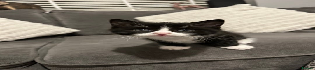 Mixed Breed Kitten 2