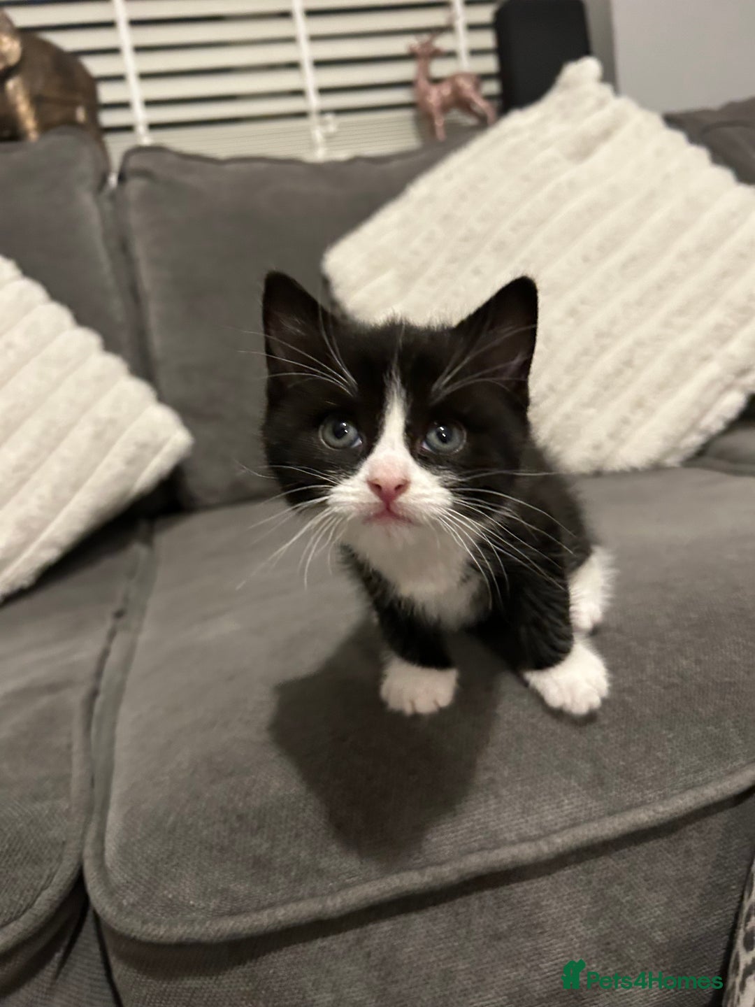 Mixed Breed cats for sale: 4 gorgeous kittens ready for amazing homes  - Advert 16