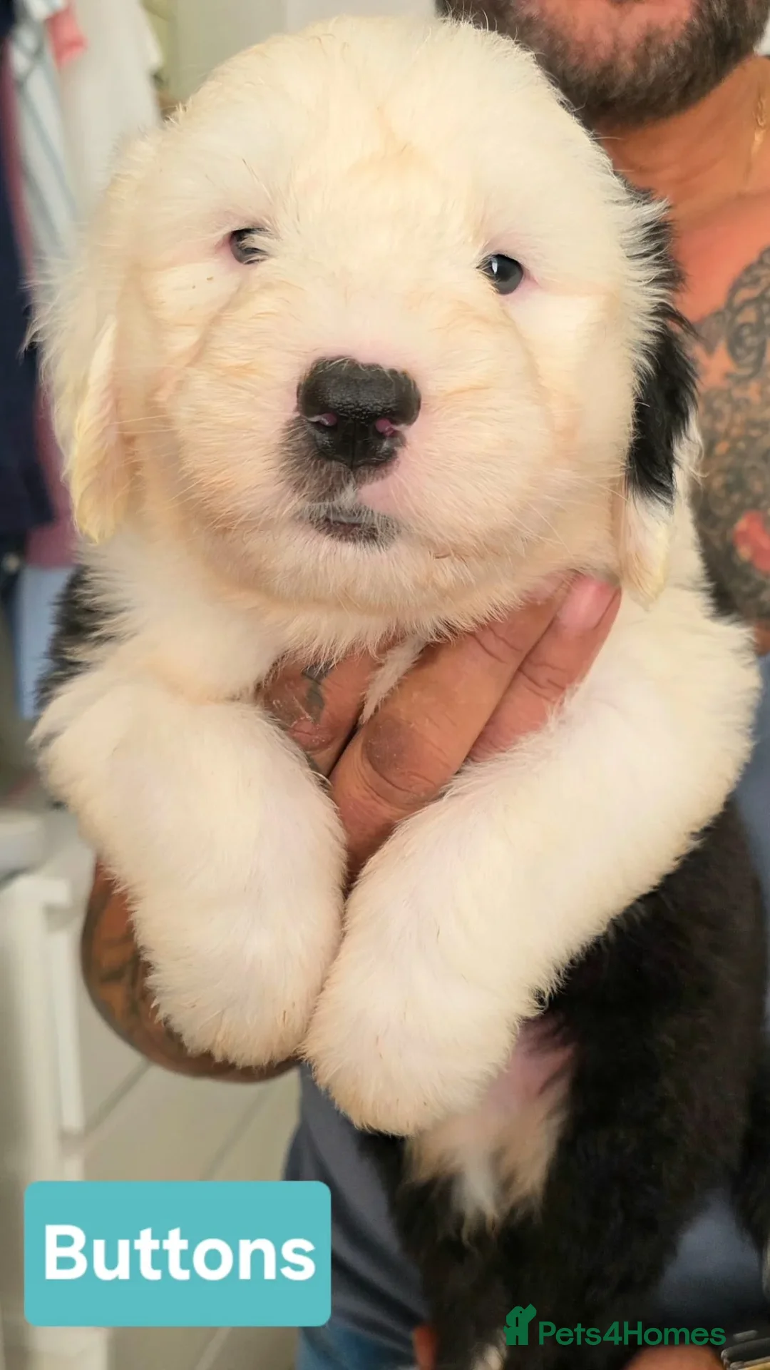 Old English Sheepdog dogs for sale: Stunning OES Puppies  - Advert 7