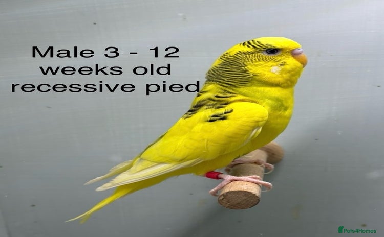 Budgerigars birds - Advert 4