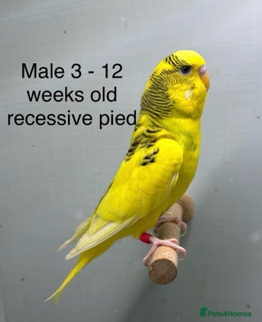Budgerigars birds - Advert 10