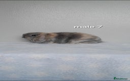 Mini Lop rabbits for sale: Stunning pure breed mini lops - Image 20