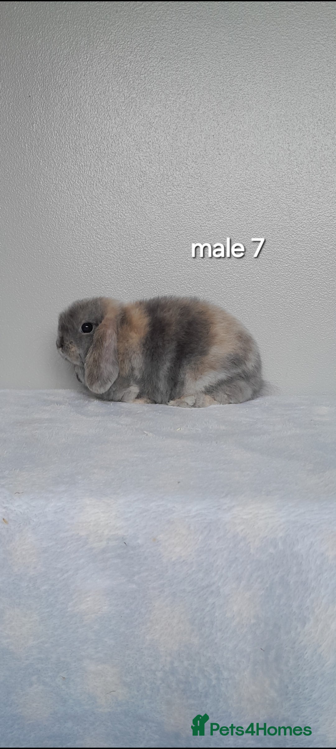 Mini Lop rabbits for sale: Stunning pure breed mini lops - Image 20