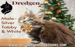 Maine Coon cats for sale: Ready for  22nd December - Advert 1