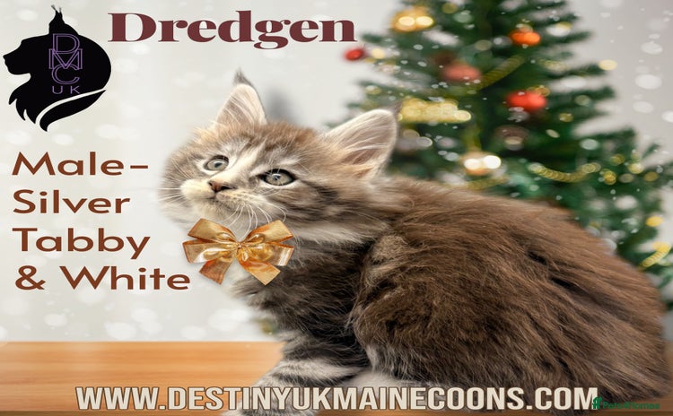 Maine Coon cats Ready for Christmas! - Advert 1