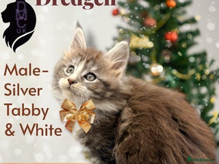 Maine Coon cats Ready for Christmas! - Advert 1