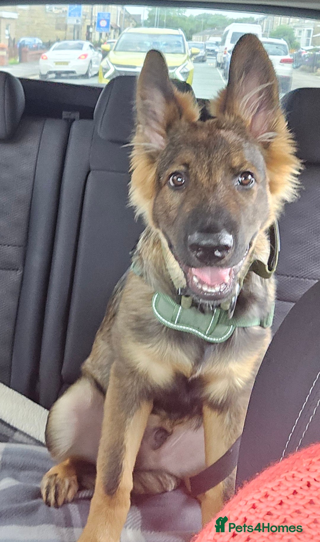 German Shepherd dogs for sale: Mack  - Advert 7