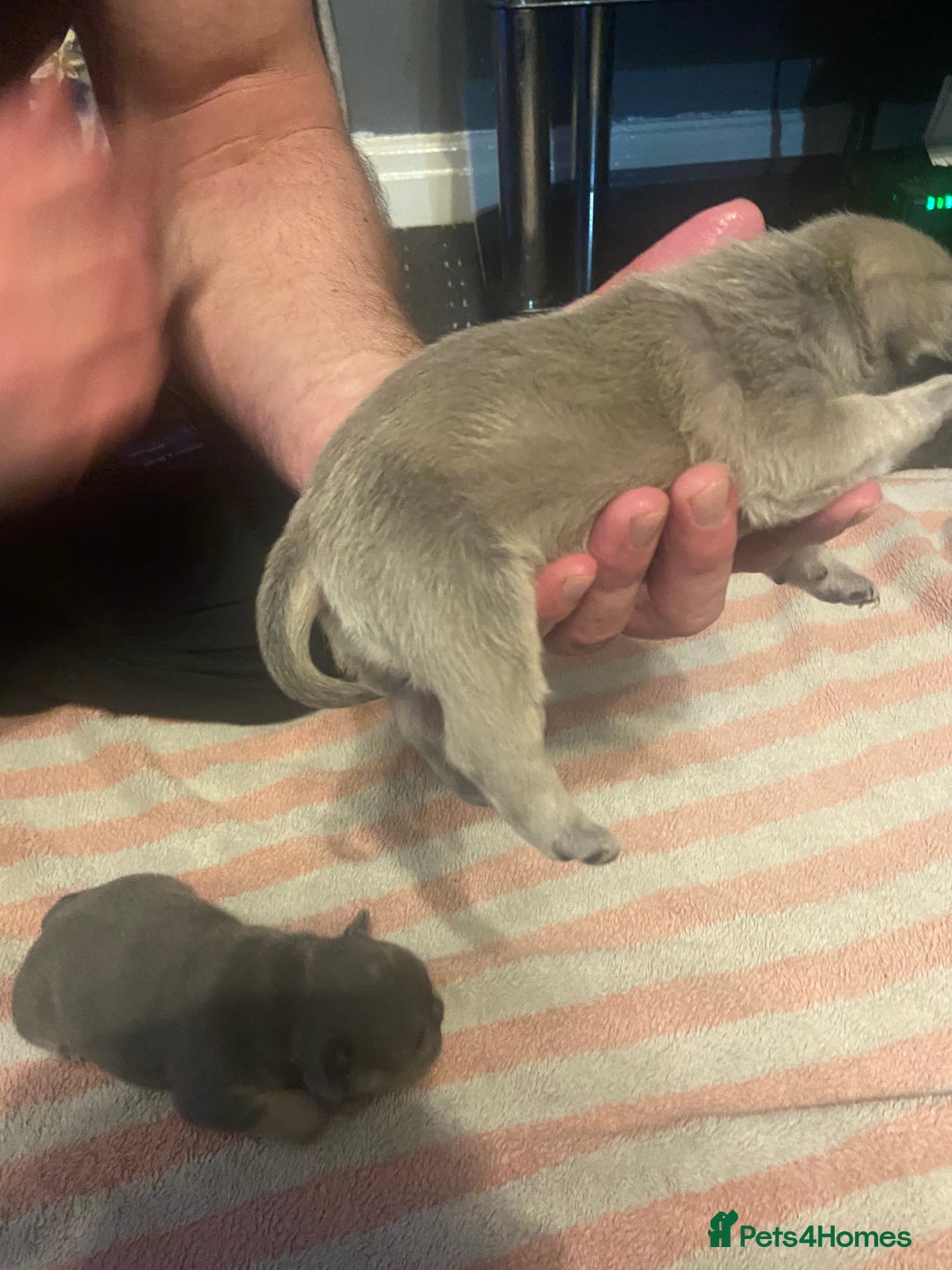 Mixed Breed dogs for sale: French bulldog/English bulldog - Advert 11