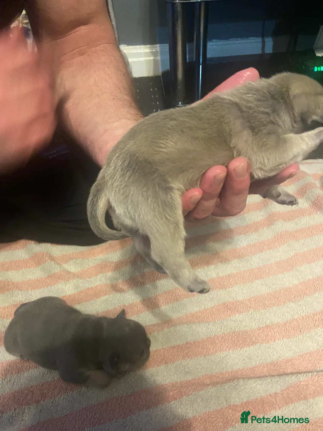 Mixed Breed dogs for sale: French bulldog/English bulldog - Advert 11