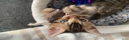 Bengal cats for sale: Bengal4U - Advert 6