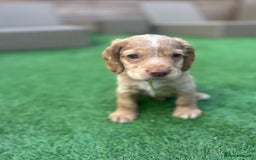 Cocker Spaniel dogs for sale: Beautiful Family-Raised Cockers – Aug 11 Ready - Image 11