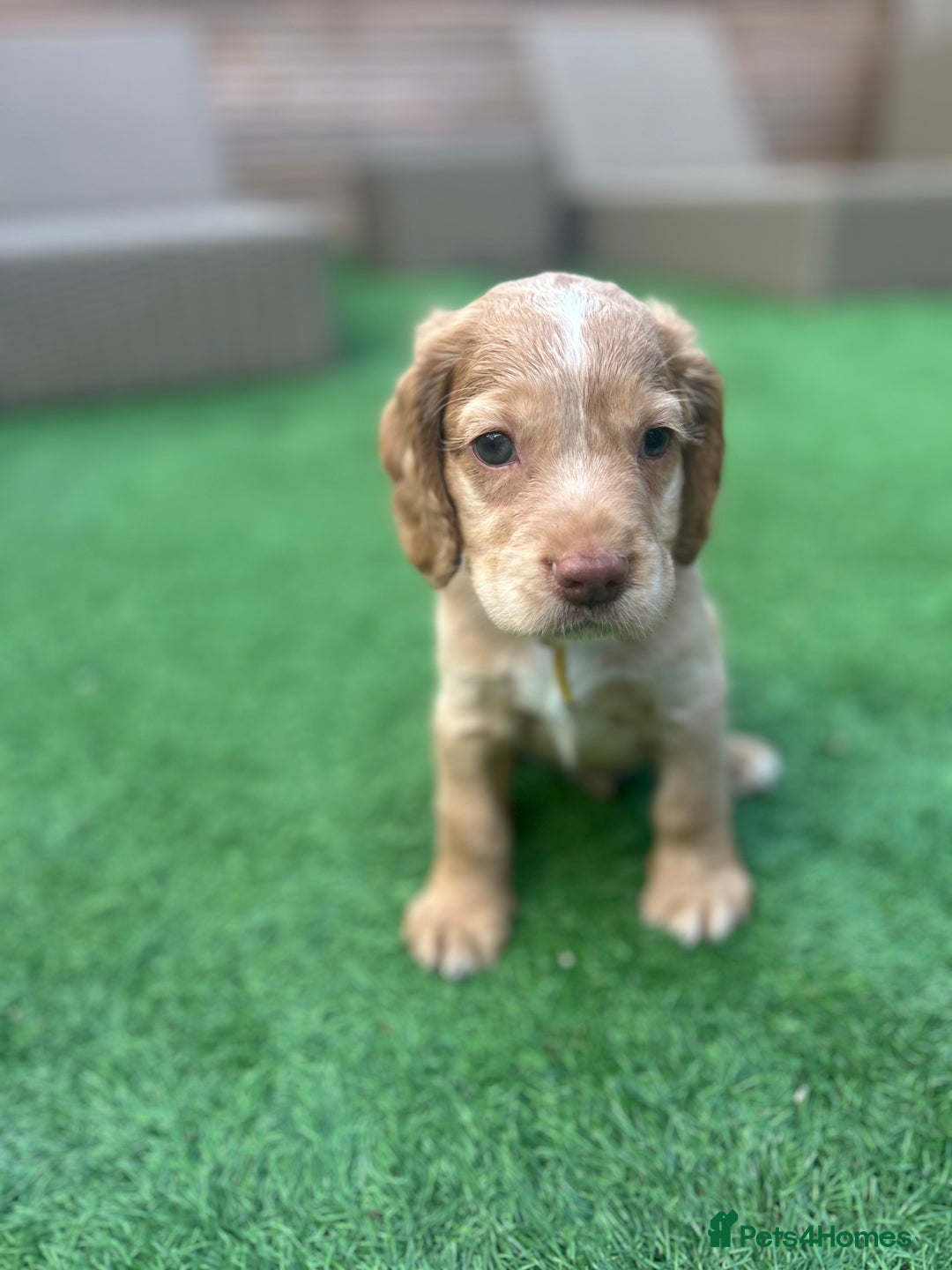 Cocker Spaniel dogs for sale: Beautiful Family-Raised Cockers – Aug 11 Ready - Image 11