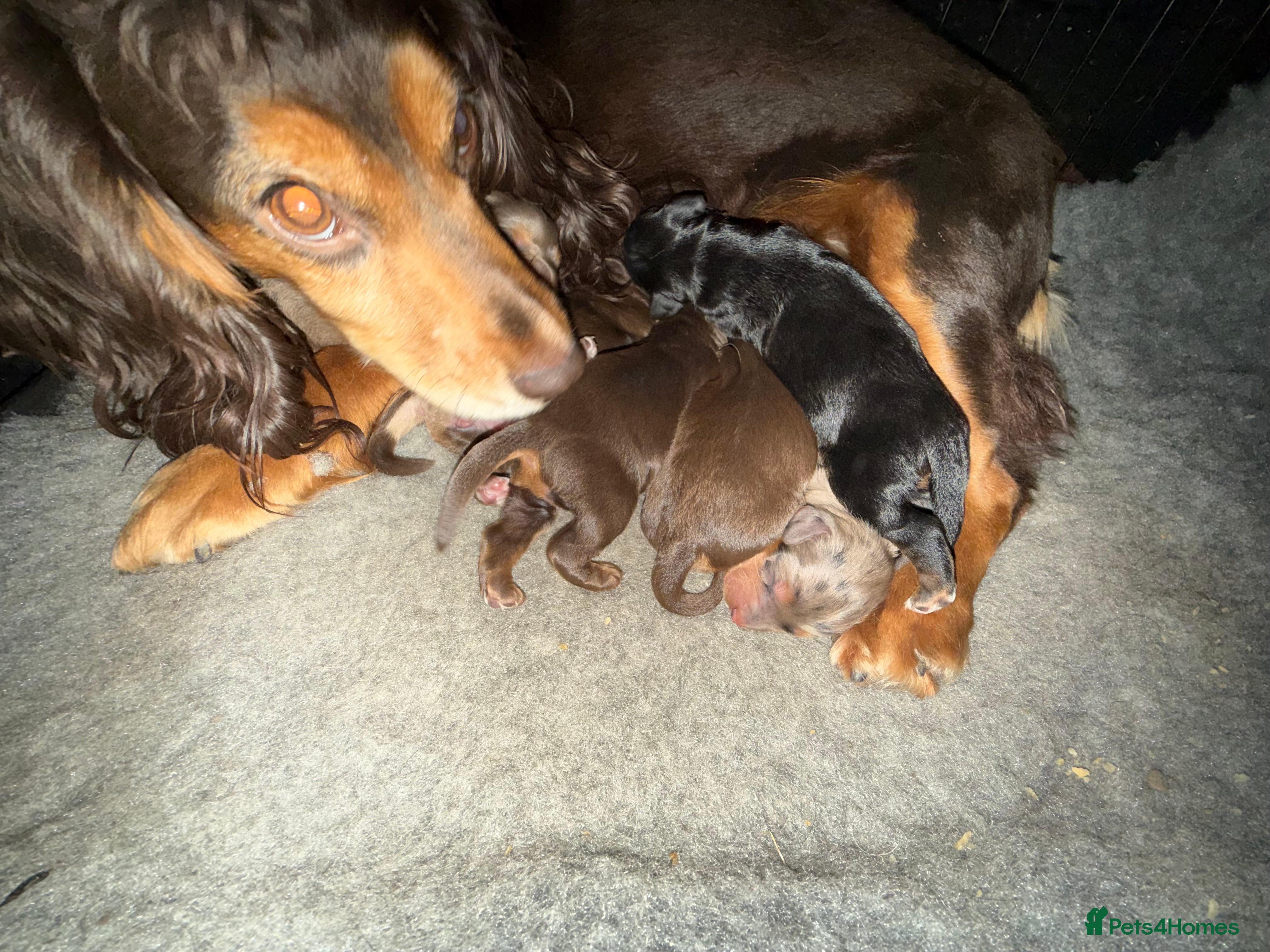 Cockapoo dogs Beautiful Merle cockapoos - Advert 5
