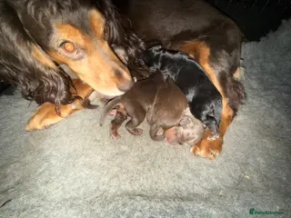 Cockapoo dogs Beautiful Merle cockapoos - Advert 5