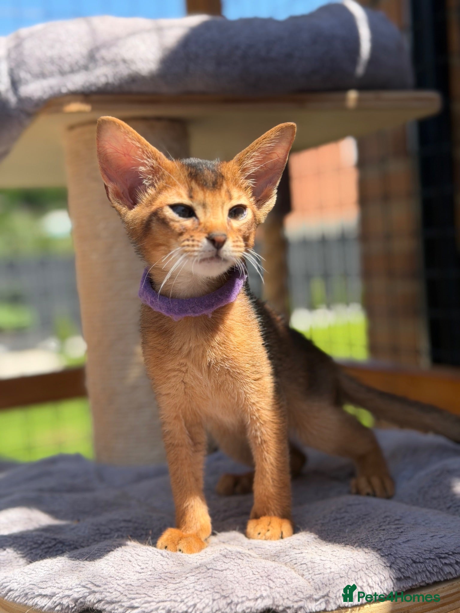Abyssinian cats Pure breed Abyssinian kitten’s GCCF registered  - Advert 2