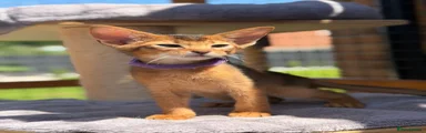 Abyssinian Kitten 4