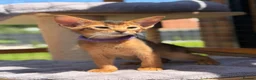 Abyssinian cats for sale: LAST 2 BOYS 💙😻Abyssinian kittens  - Advert 21