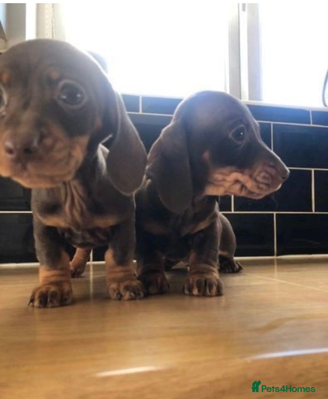 Miniature Dachshund dogs for sale: KC registered**Chocolate and tan**mini dachshunds  - Advert 10