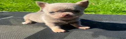 Chihuahua dogs for sale: BEAUTIFUL LILAC AND TAN BOY - Advert 14