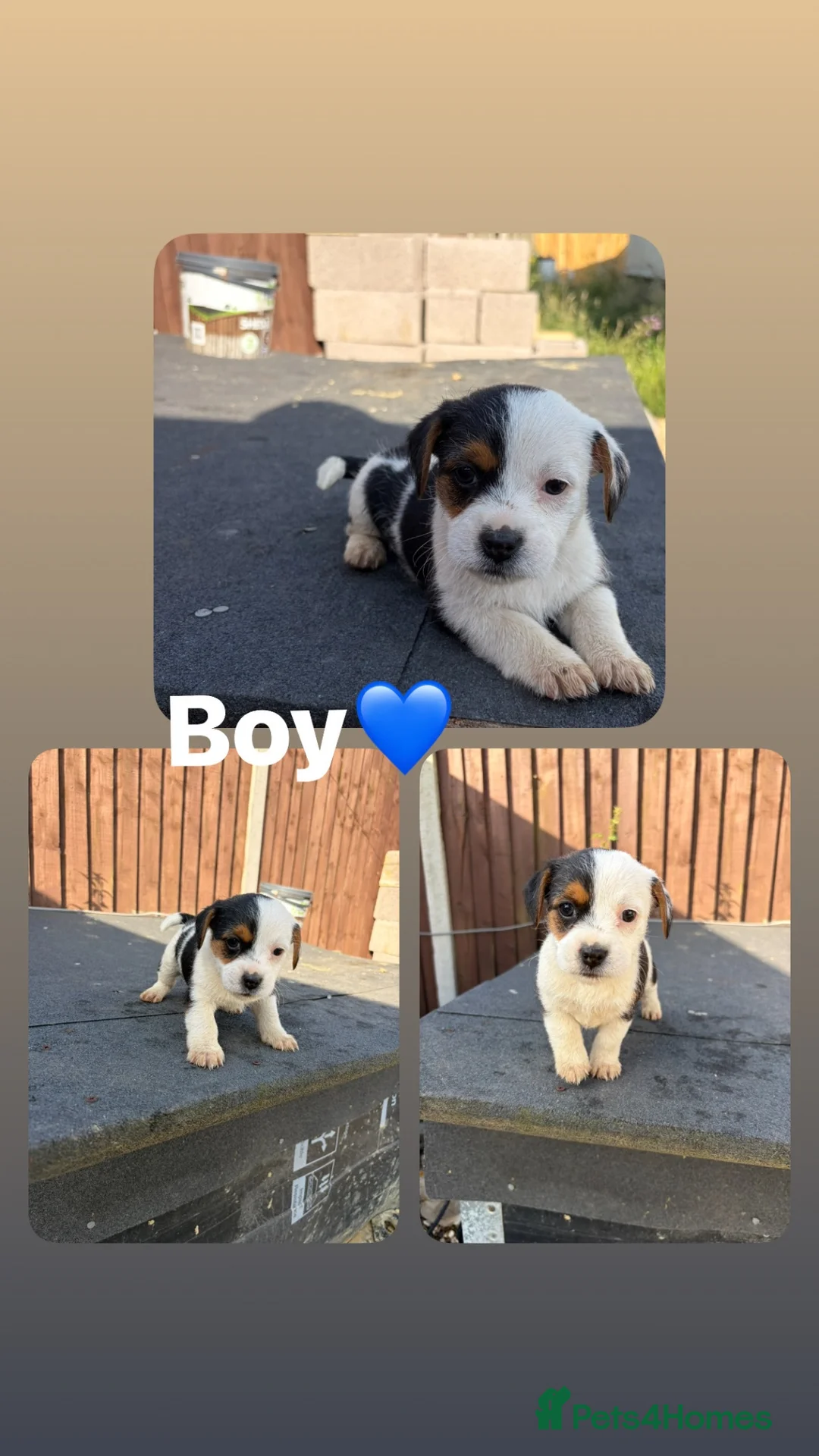 Jack Russell dogs for sale: Jack Russel puppies for sale  - Advert 9