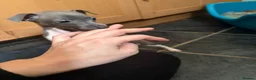 Italian Greyhound dogs for sale: Italian Greyhound puppies ready to leave  - Advert 6