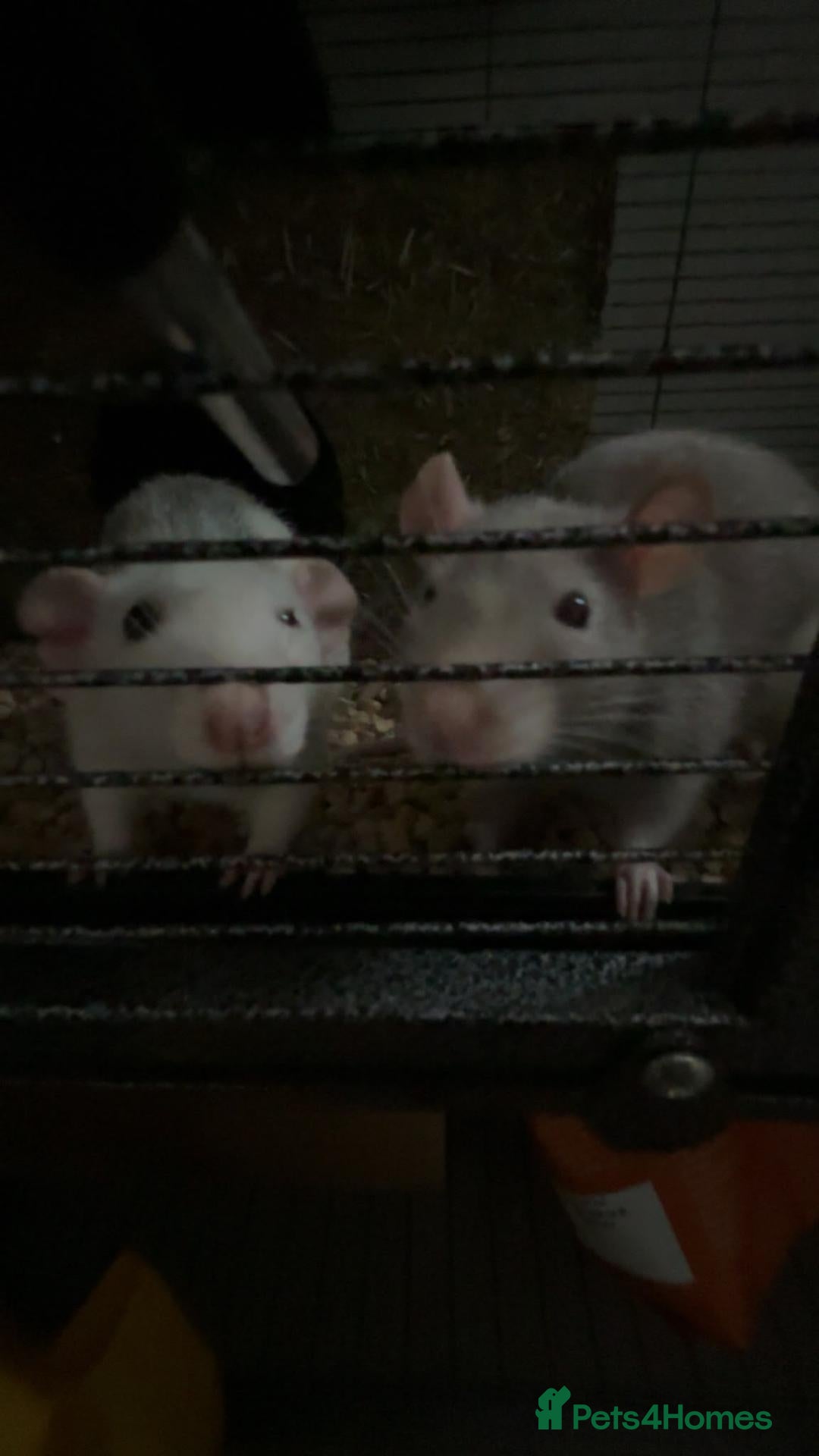 Rat rodents 2x rats and cage for sale - Advert 2