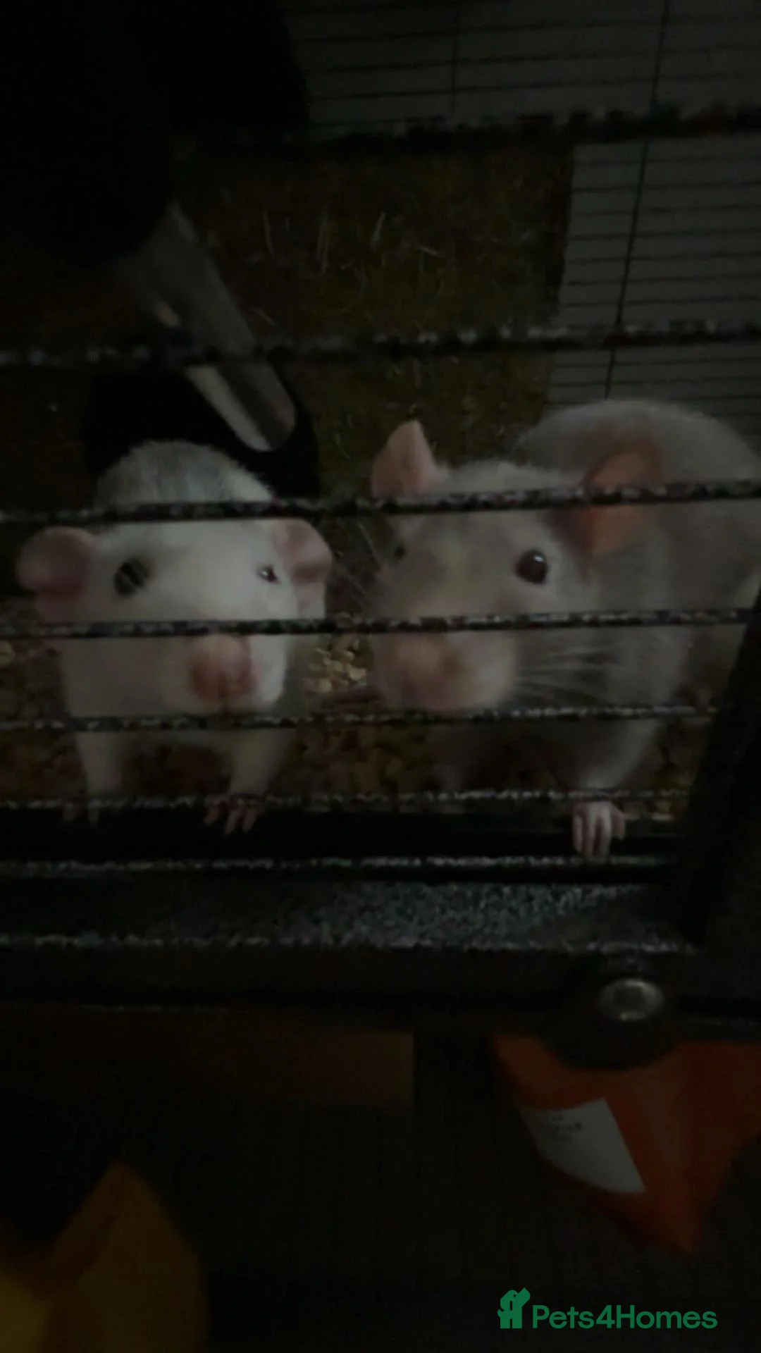 Rat rodents for sale: 2x rats and cage for sale - Advert 1