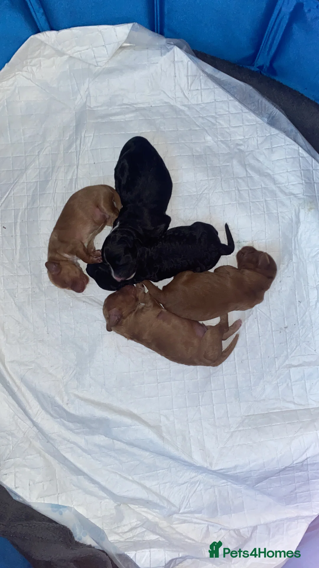 Cockapoo dogs for sale: 5 beautiful cockapoo puppies  - Advert 6