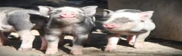 Pig livestock for sale: Genuine Juliana Line Micro Pigs - Advert 1