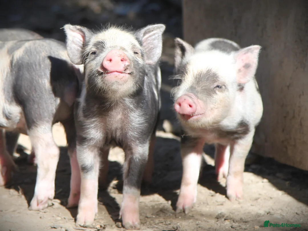 Pig livestock for sale: Genuine Juliana Line Micro Pigs - Advert 1
