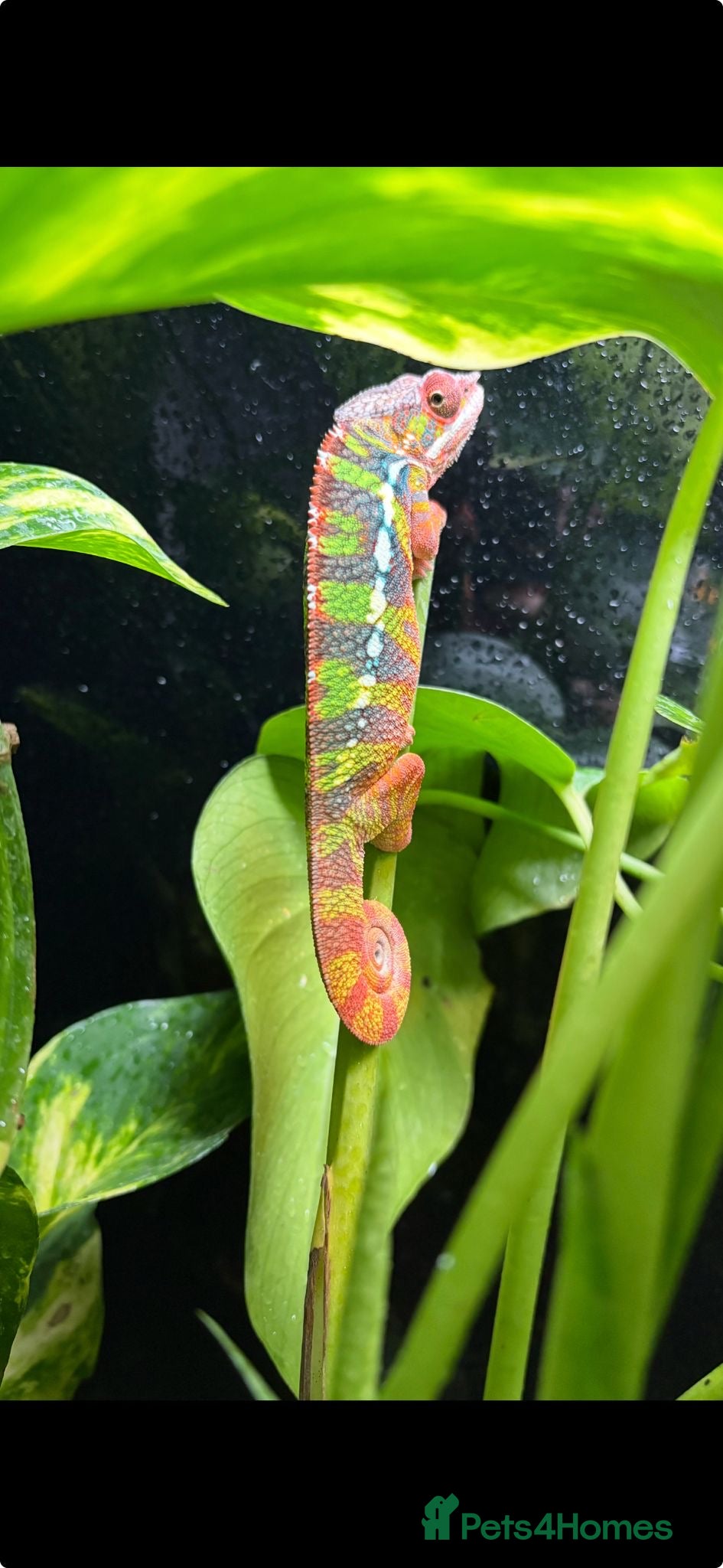 Chameleon reptiles Ambilobe chameleon  - Advert 2