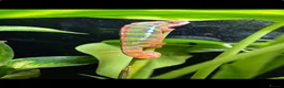 Chameleon reptiles for sale: Ambilobe chameleon  in Bristol - Advert 2
