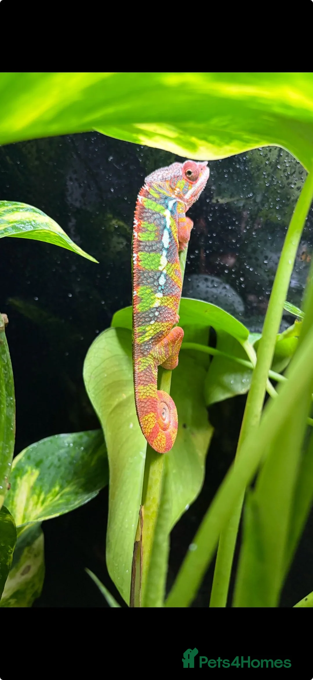 Chameleon reptiles for sale: Ambilobe chameleon  in Bristol - Advert 2