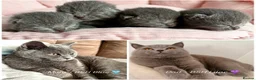 British Shorthair cats for sale: 4 beautiful British Shorthair Blue kittens 🩵 - Advert 12