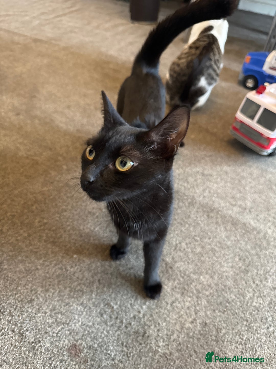 Mixed Breed cats for sale: kittens for sale  - Advert 9