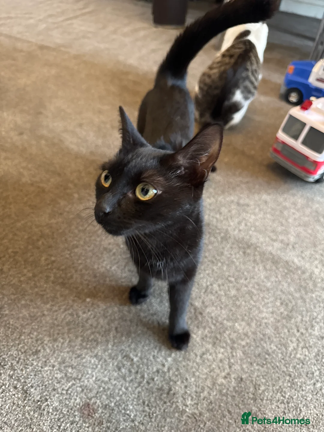 Mixed Breed cats for sale: kittens for sale  - Advert 9