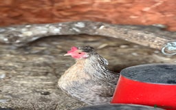 Chickens poultry for sale: Legbars  - Image 1