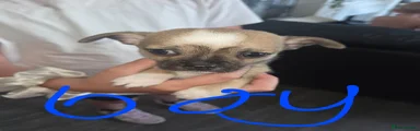 Chihuahua 3