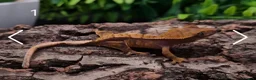 Gecko reptiles for sale: Juvenile Crested Geckos with full Lineage - Advert 3