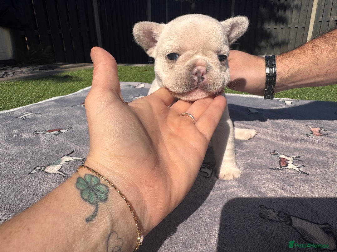 French Bulldog dogs for sale: KC FRENCH BULLDOG PUPPIES - READY NOW - Image 24