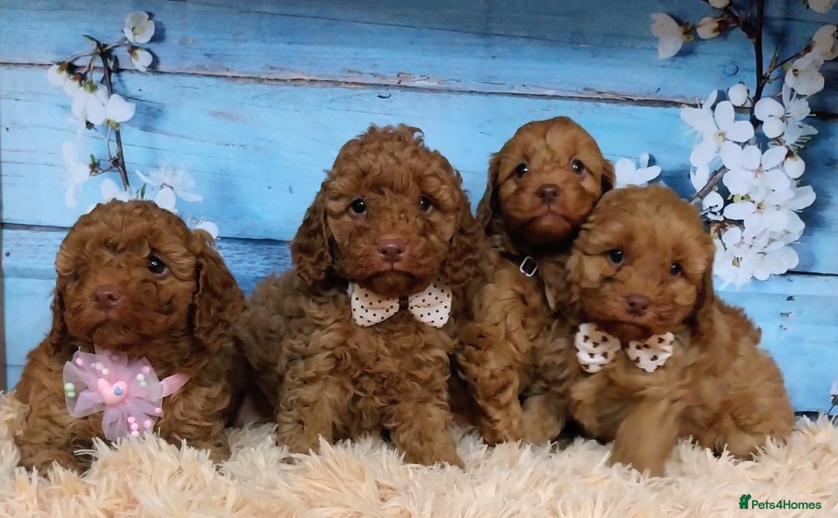 Cavapoo dogs Red Cavapoo Pups - Advert 12