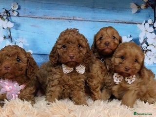 Cavapoo dogs for sale: Red Cavapoo Pups - Advert 1