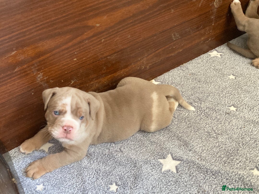 Olde English Bulldogge dogs for sale: Old English bulldog puppies - Image 27