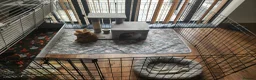Lionhead rabbits for sale: Female rabbits  - Advert 3