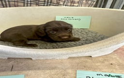 Cocker Spaniel dogs for sale: Two cocker spaniel litters - Image 18
