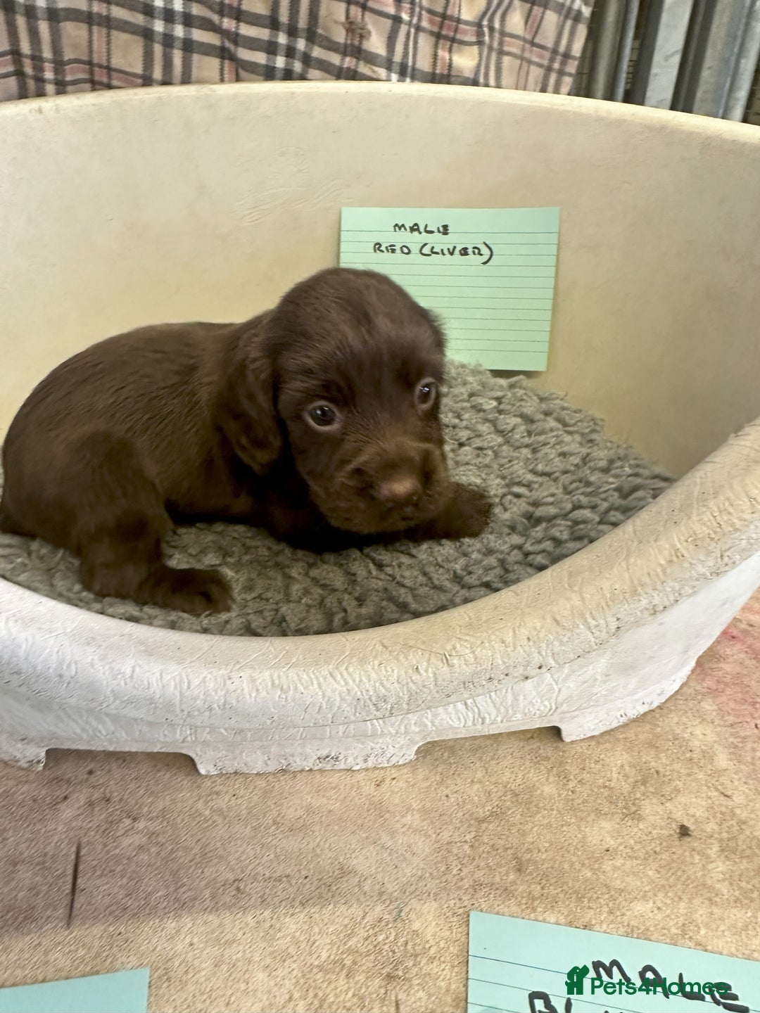 Cocker Spaniel dogs for sale: Two cocker spaniel litters - Image 18